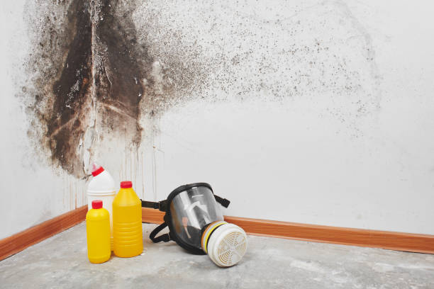 Best Basement Mold Remediation in Fordyce, AR