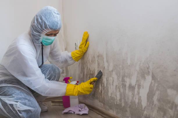 Best White Mold Remediation in Fordyce, AR