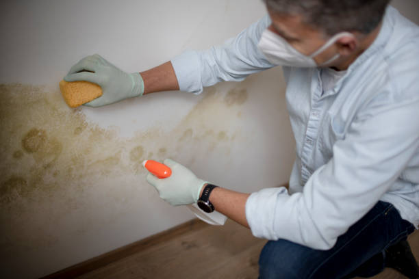 Best Post-Flood Mold Remediation in Fordyce, AR